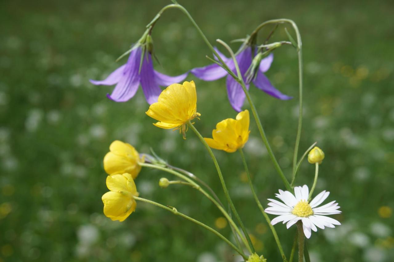 Appartements Blumenwiese رامساو أم داتشستين المظهر الخارجي الصورة